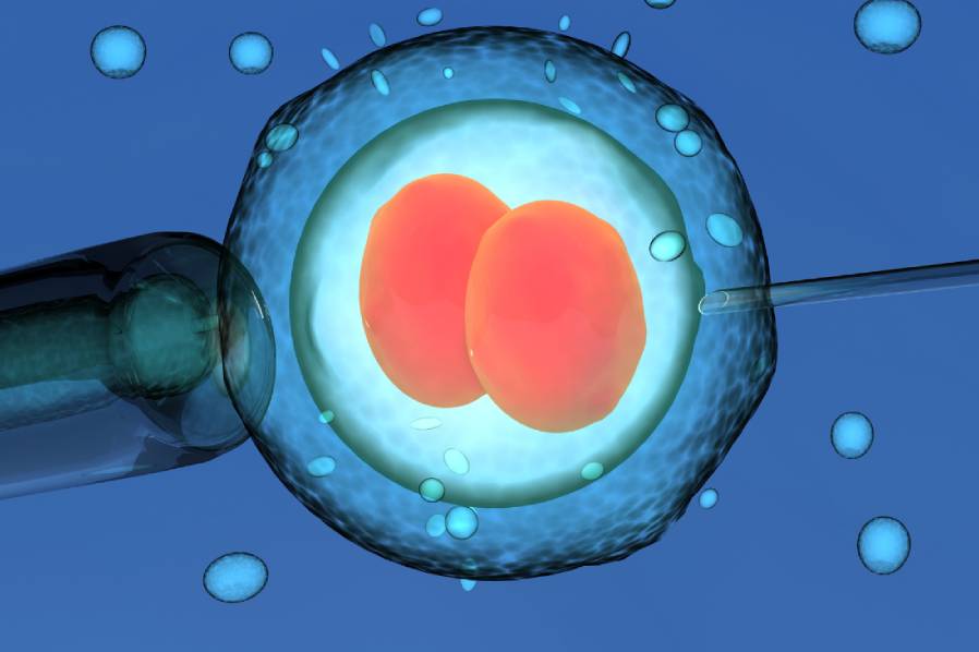 Embryo development during an in vitro fertilisation procedure
